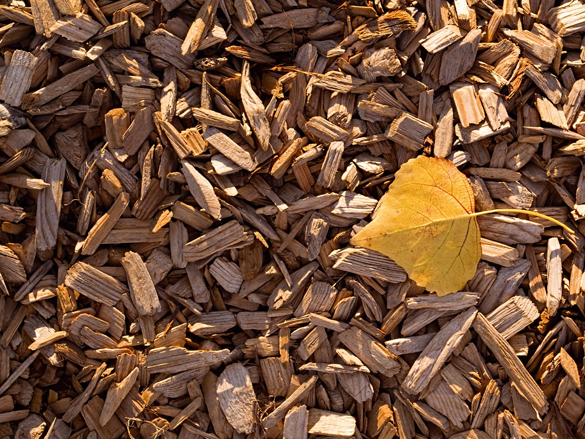 pile of wood chips