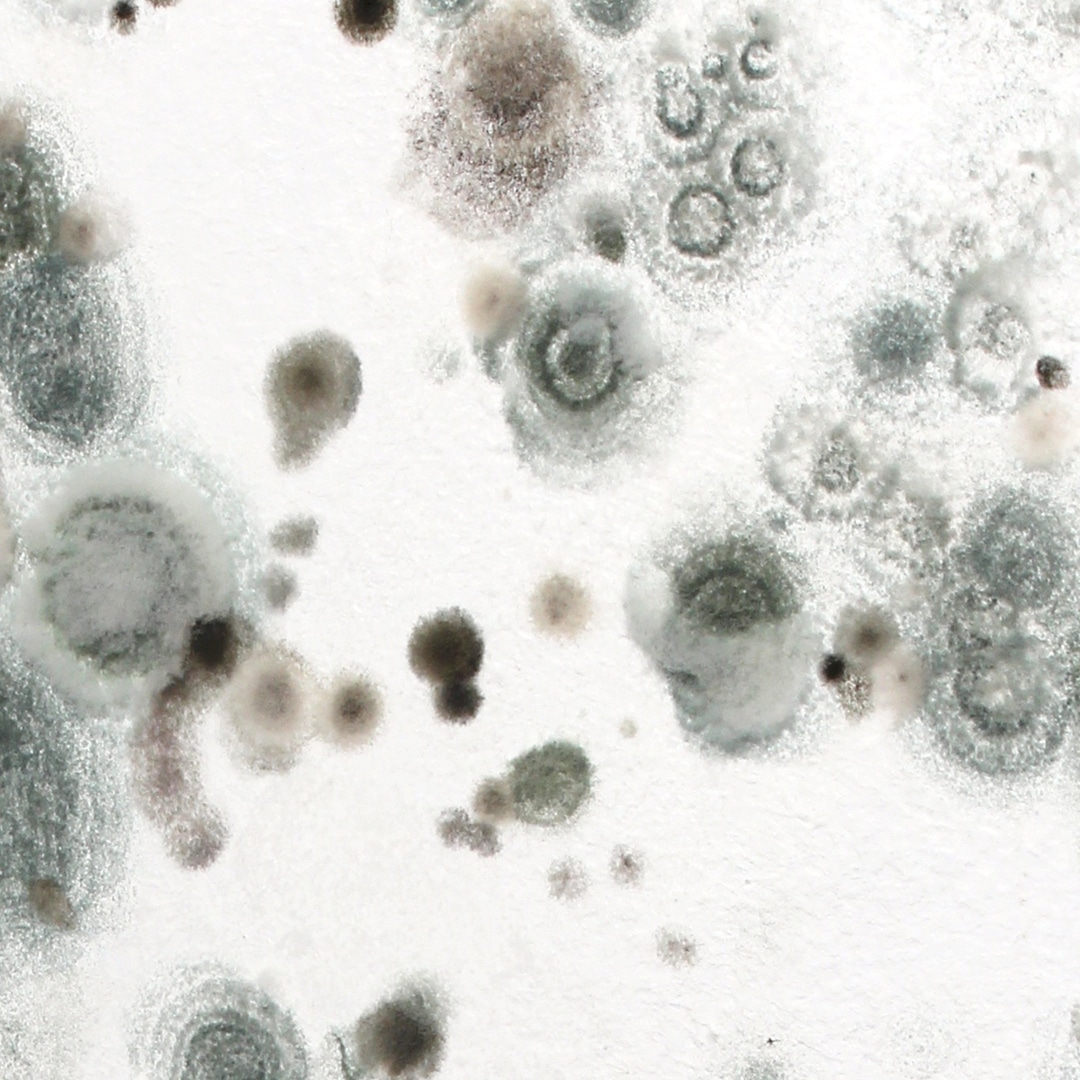 mold