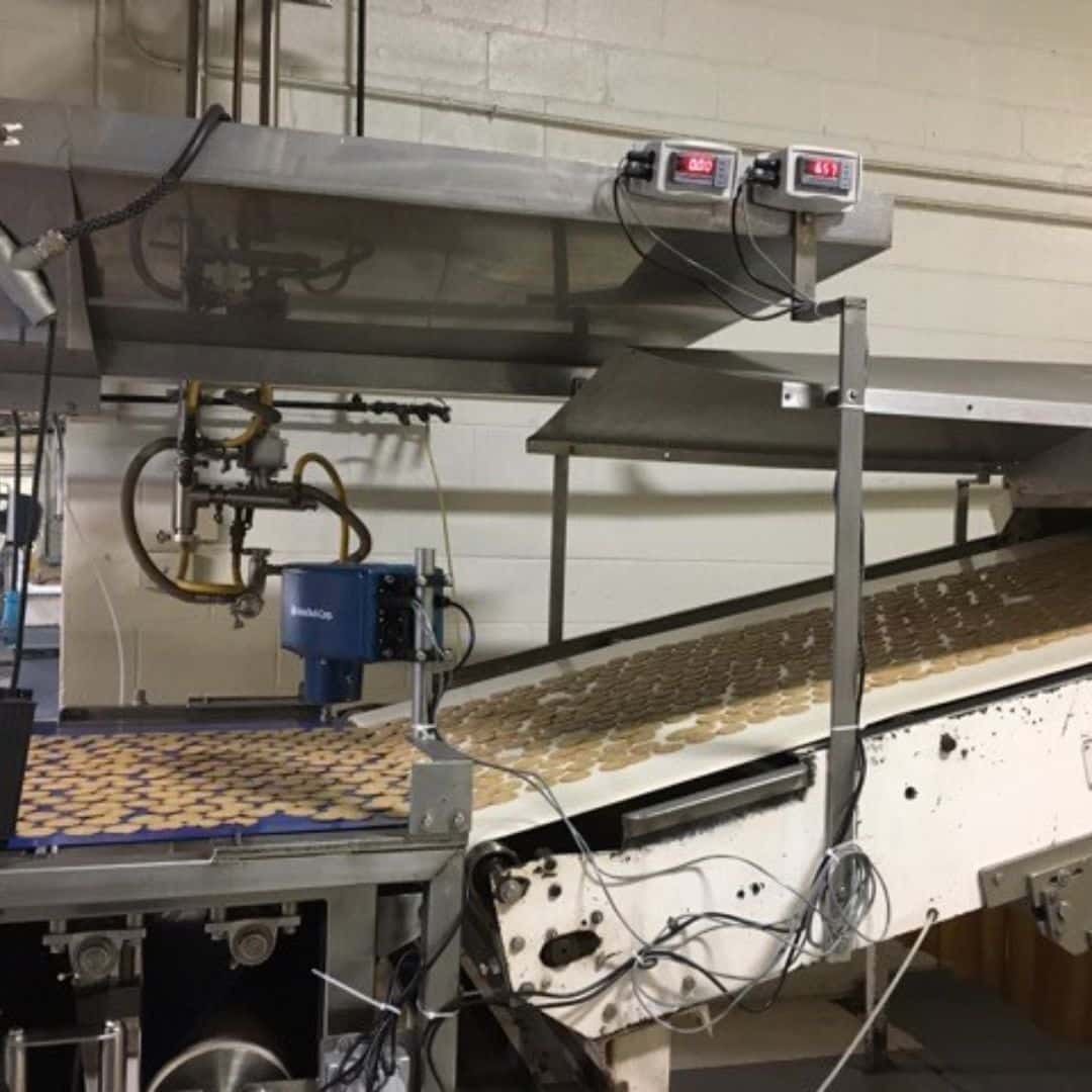 Cookies on conveyor belt