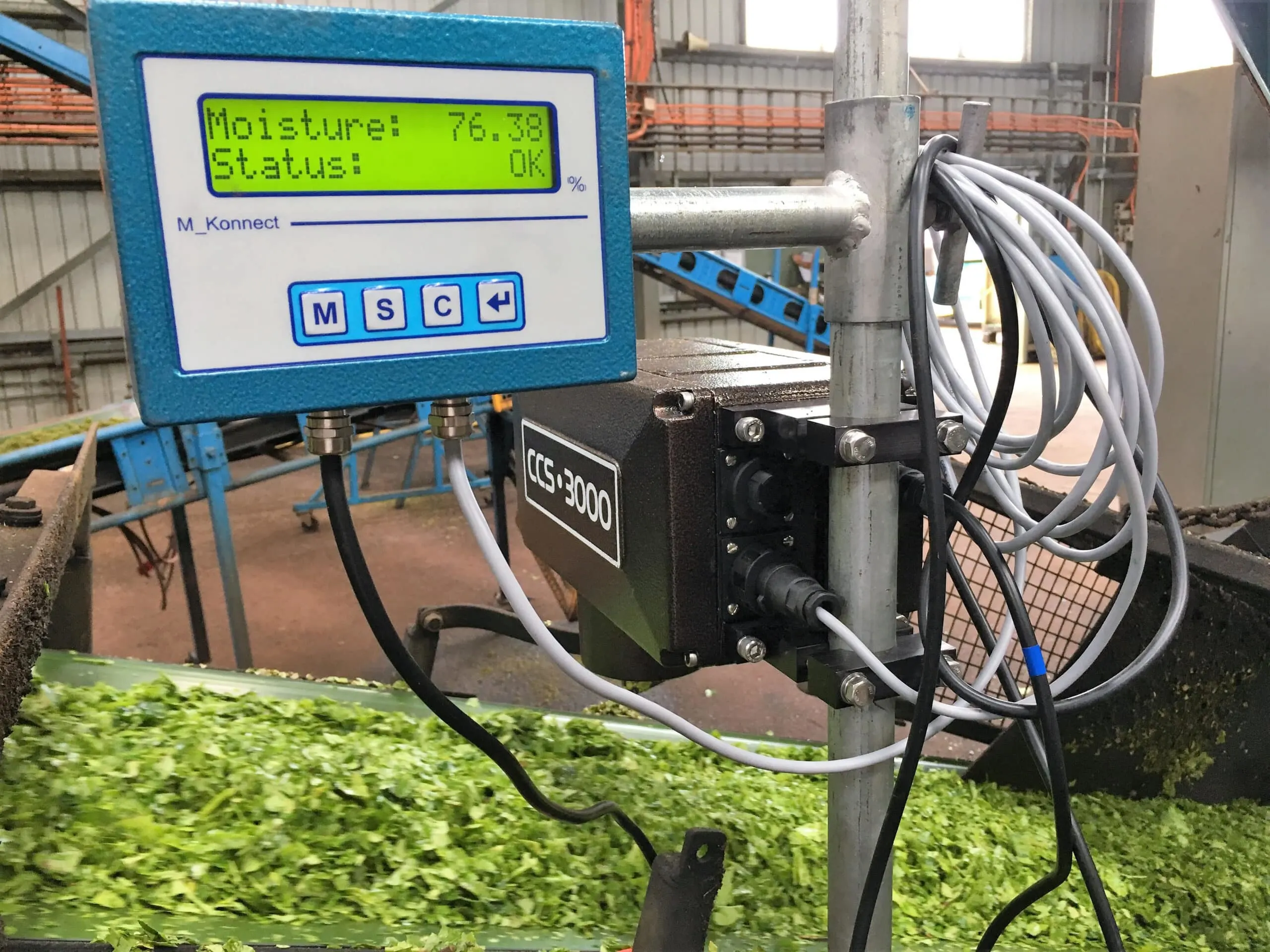 A MoistTech sensor showing the moisture in Green tea leaves